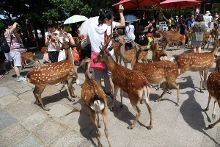 仙女下凡 相关产品