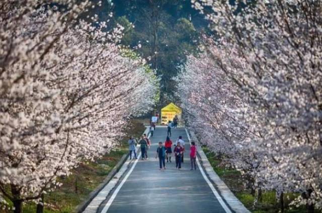 元首偷走了粉兔子