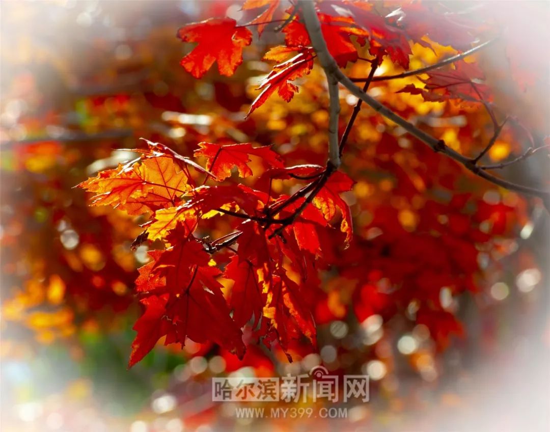 同谋（粤语版） 相关产品