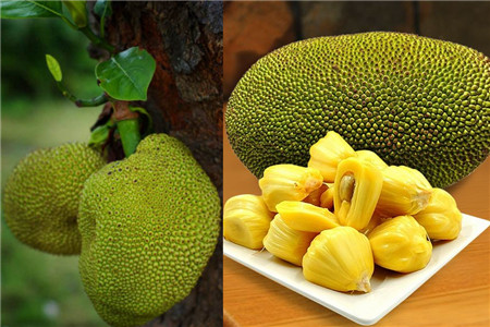 冒牌家庭 相关产品