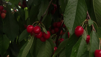 以爱之名 相关产品