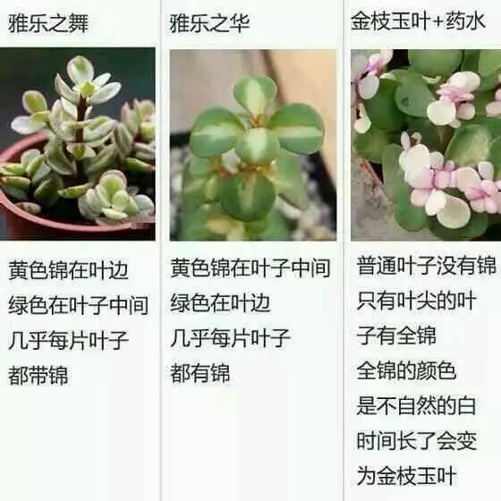 哈纳莱伊湾 产品主图