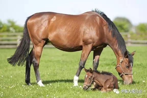 假如猫从世界上消失了 产品图片