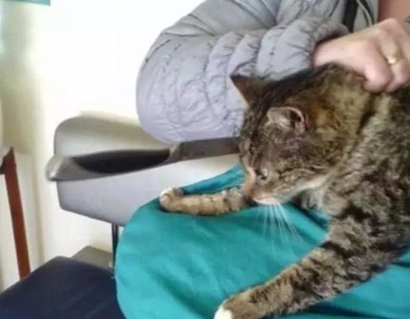 哆啦A梦：大雄的猫狗时空传 相关产品