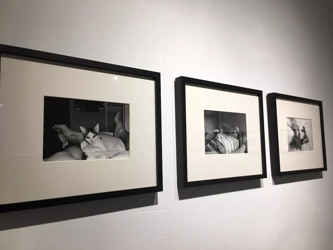 哈啦大发师 产品图片