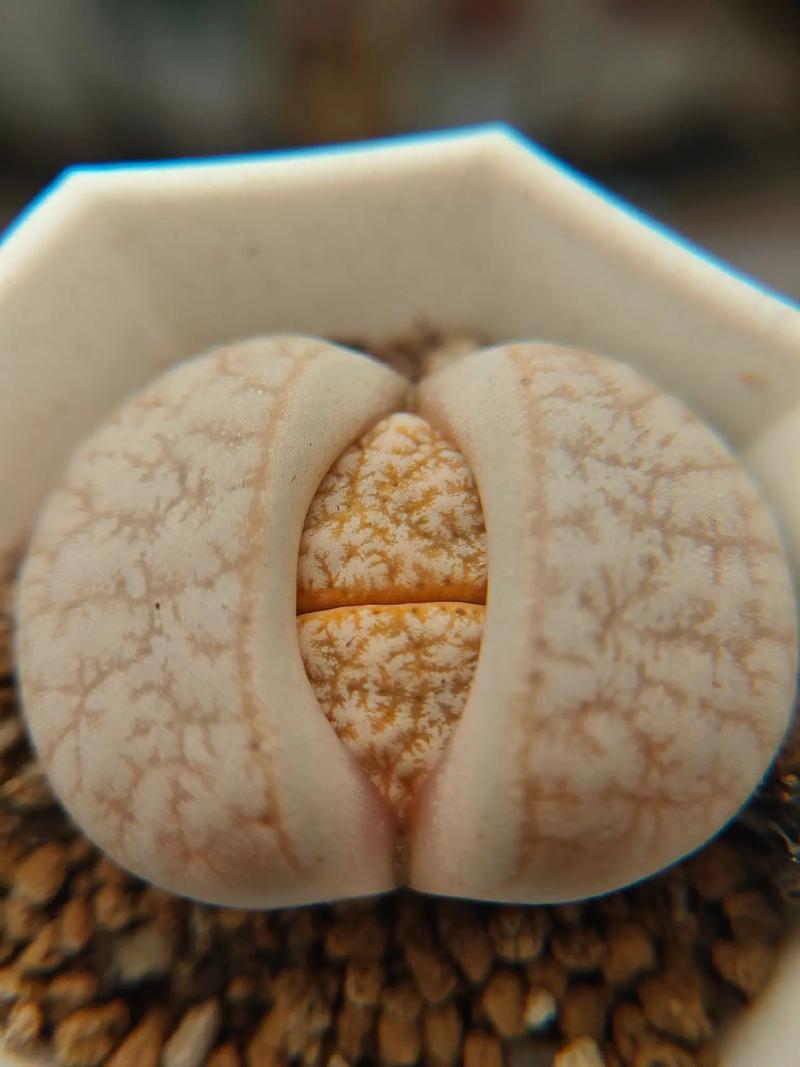 地狱男爵：血皇后崛起（国语版） 相关产品