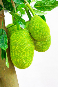 冰河的诅咒 产品图片