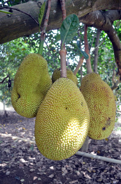 凡尔杜先生 推荐产品