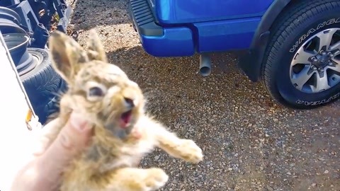 传染病（粤语版） 产品图片