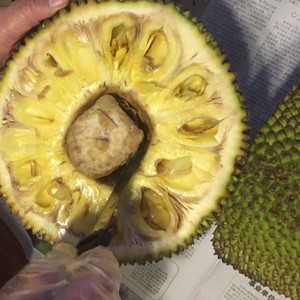 似人非人 相关产品