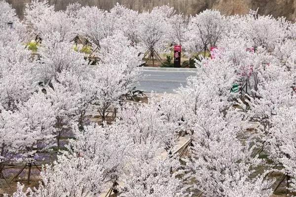 噬童魔 相关产品