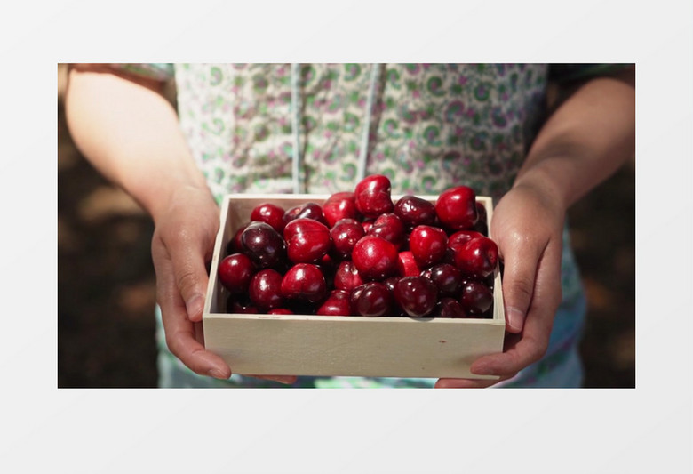 在巨大的洋葱之下 相关产品