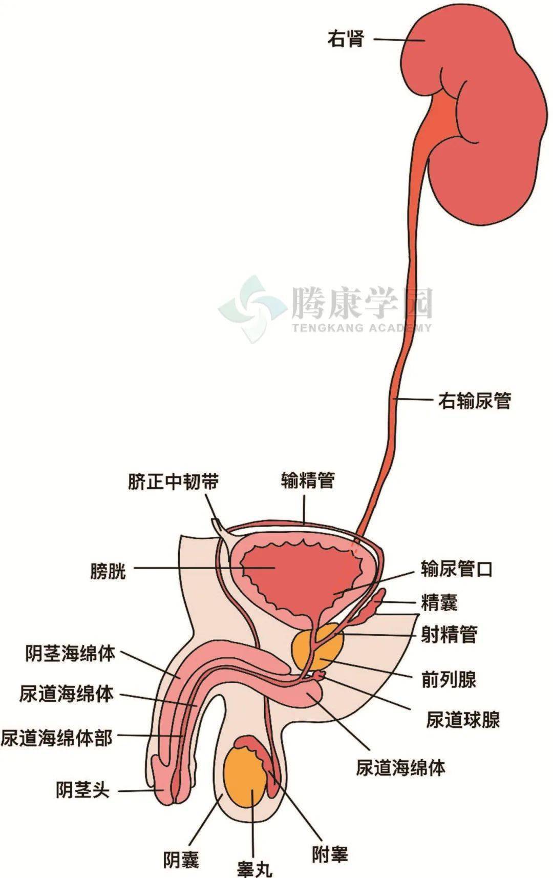 乱世花道 产品主图