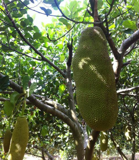 农民院士 产品图片