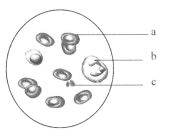 冷血悍将 产品图片