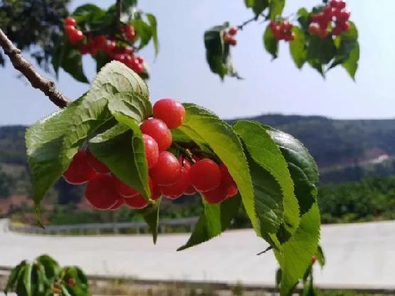 傩之恋 相关产品