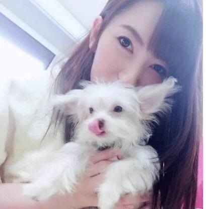 响尾蛇 产品图片