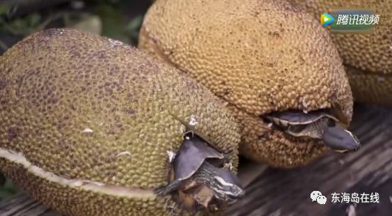 反击少女 相关产品