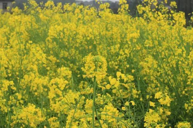 为你钟情2010（国语版）