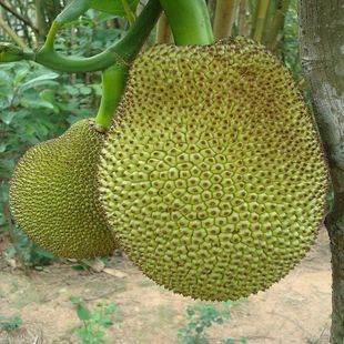 凋零在春天 产品图片