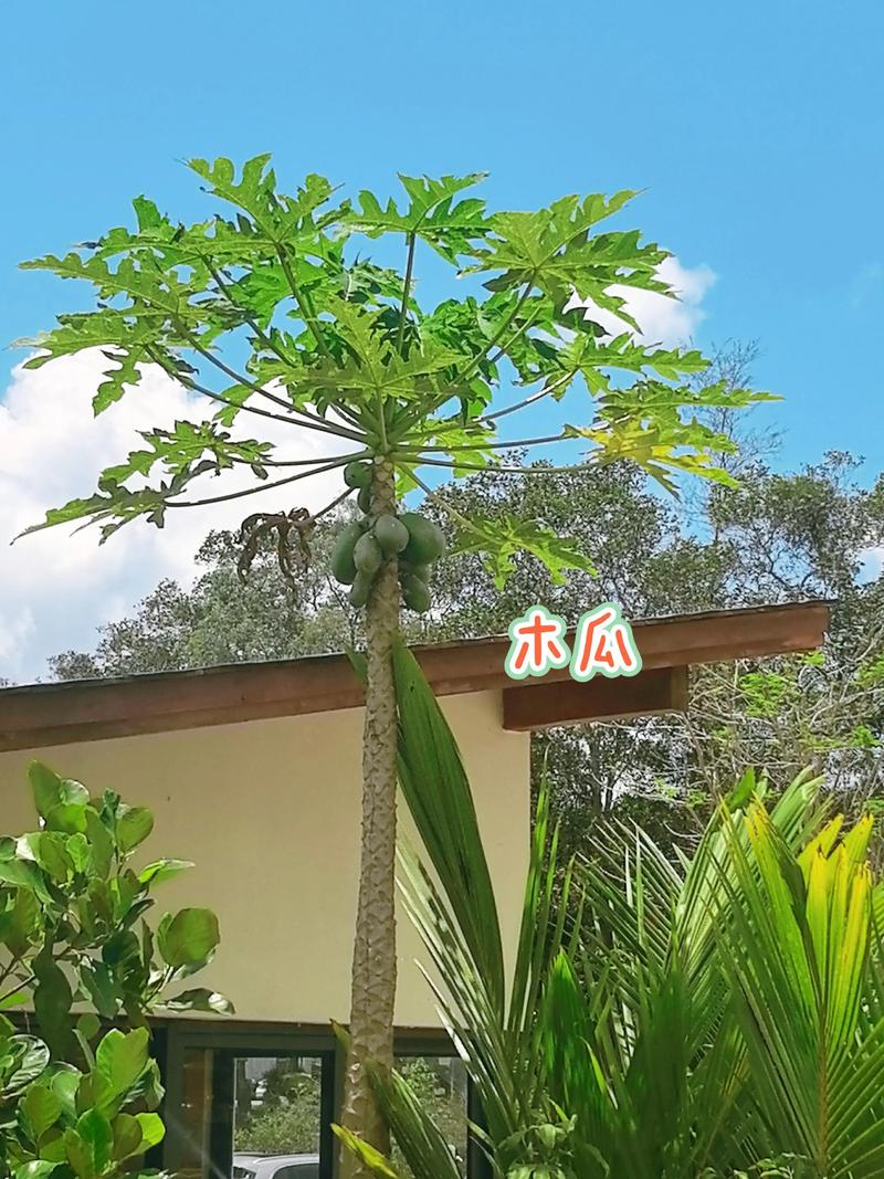 使徒行者（国语版） 相关产品