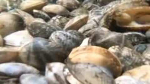 外来媳妇本地郎（粤语版） 产品主图