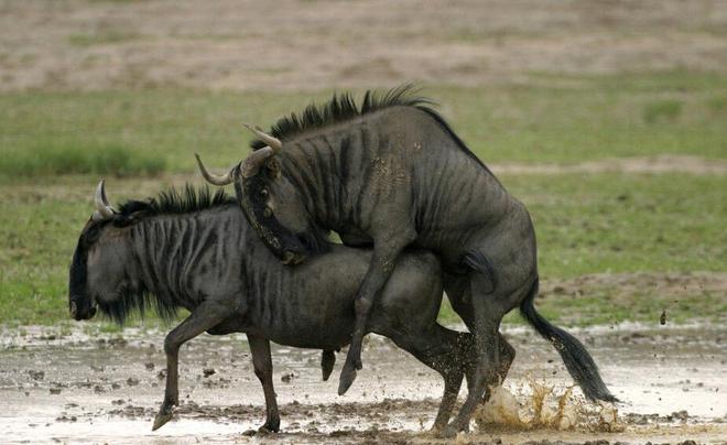 冰上轻驰 产品图片