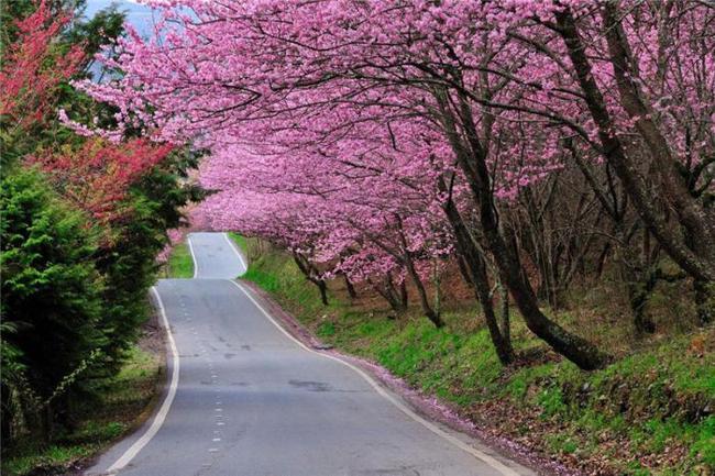 双面佳人 相关产品