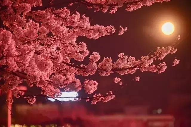 四圣兽之幽魂还愿师