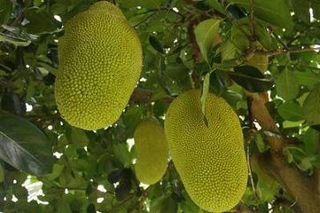 冒牌家庭 推荐产品